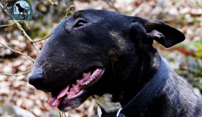 MACHO BULL TERRIER NEGRO PARA VENDA