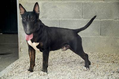 MACHO BULL TERRIER NEGRO PARA VENDA