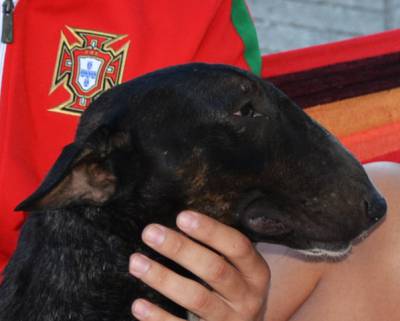 MACHO BULL TERRIER NEGRO PARA VENDA