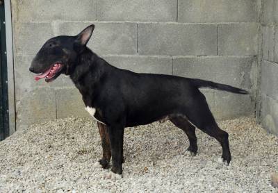 MACHO BULL TERRIER NEGRO PARA VENDA