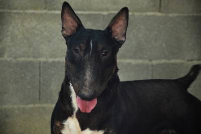 MACHO BULL TERRIER NEGRO PARA VENDA