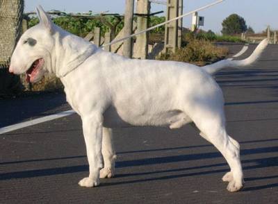 MACHO BULL TERRIER NEGRO PARA VENDA