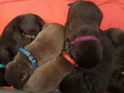 Labrador Retriever Castanhos e Pretos