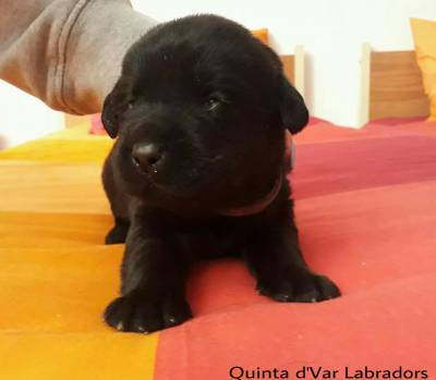 Labrador Retriever Castanhos e Pretos