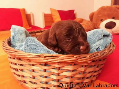 Labrador Retriever Castanhos e Pretos