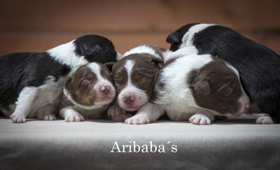 Border Collie