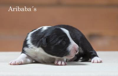 Border Collie