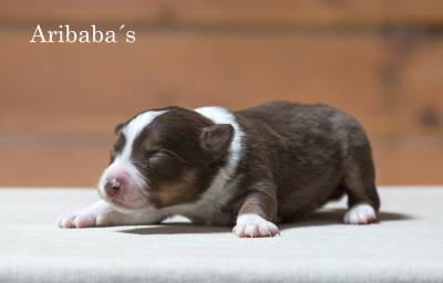 Border Collie