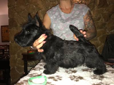 Scottish Terrier