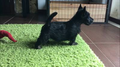 Scottish Terrier