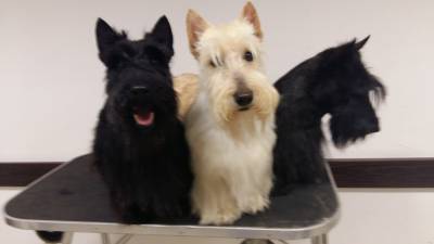 Scottish Terrier