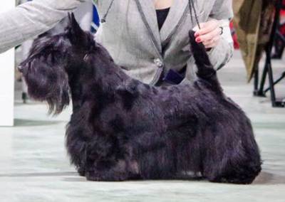 Scottish Terrier