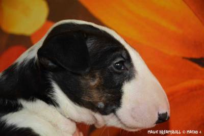 CACHORROS BULL TERRIER