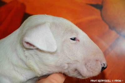 CACHORROS BULL TERRIER