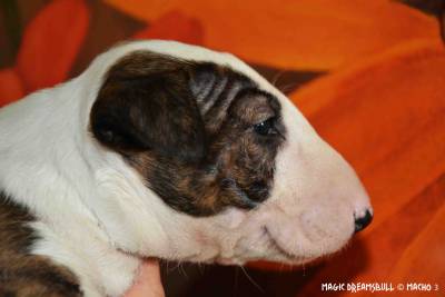 CACHORROS BULL TERRIER