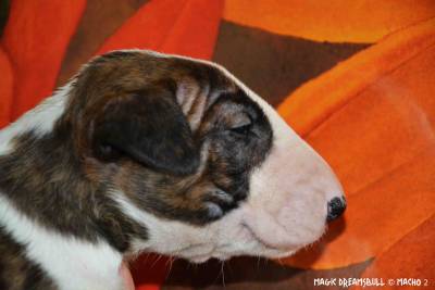 CACHORROS BULL TERRIER