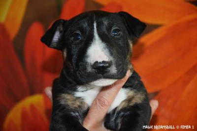 CACHORROS BULL TERRIER