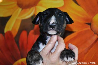 CACHORROS BULL TERRIER