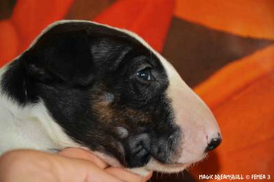 CACHORROS BULL TERRIER