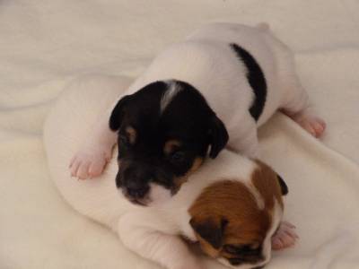 Jack Russell Terrier Ninhada disponvel