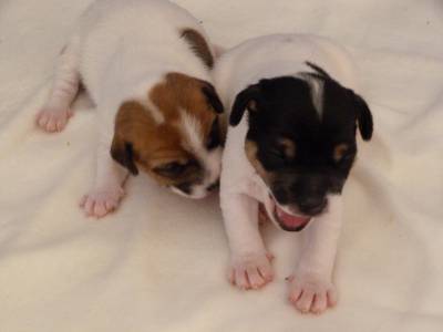 Jack Russell Terrier Ninhada disponvel