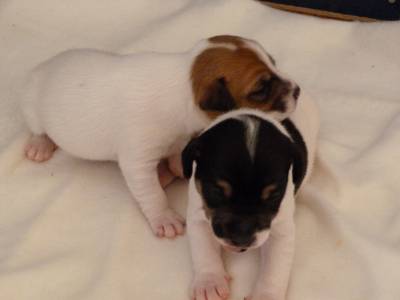 Jack Russell Terrier Ninhada disponvel