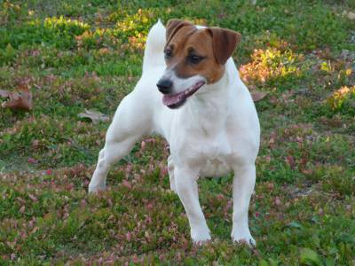 Jack Russell Terrier Ninhada disponvel