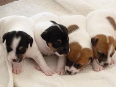 Jack Russell Terrier Ninhada disponvel