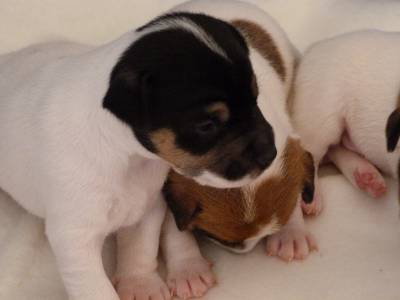 Jack Russell Terrier Ninhada disponvel