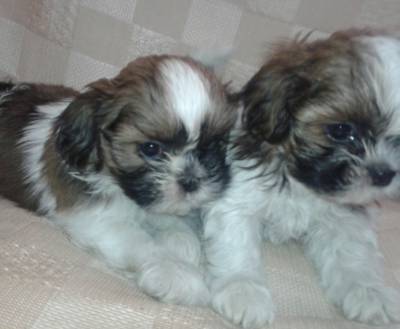 shih tzu