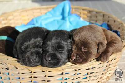 Labrador Retriever Castanhos e Pretos