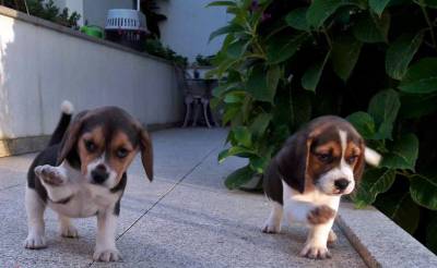 Beagles Tricolor