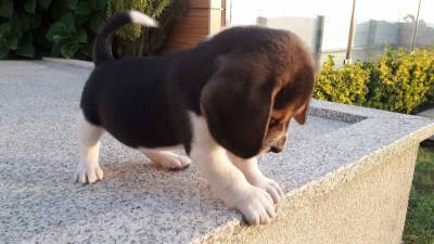 Beagles Tricolor