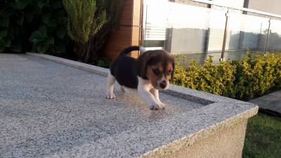 Beagles Tricolor