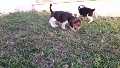 Beagles Tricolor