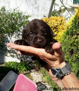 Labrador Retriever Castanhos e Pretos