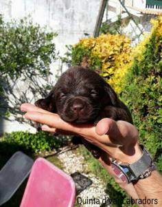 Labrador Retriever Castanhos e Pretos