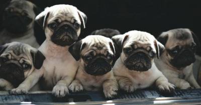 PUG FILHOTES LINHAGEM IMPORTADA PEDIGREE CBKC