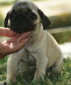 PUG FILHOTES LINHAGEM IMPORTADA PEDIGREE CBKC