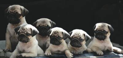 PUG FILHOTES LINHAGEM IMPORTADA PEDIGREE CBKC