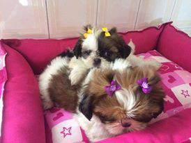 lindos filhotes de shih tzu com pedigree e vacina