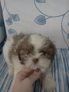 lindos filhotes de shih tzu com pedigree e vacina