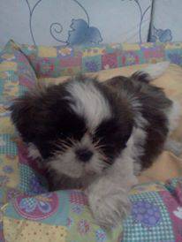 lindos filhotes de shih tzu com pedigree e vacina