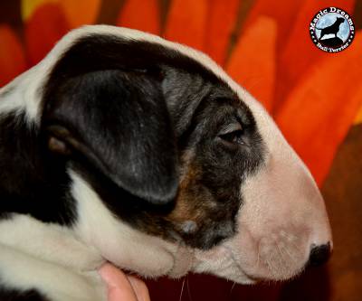 LTIMOS CACHORROS BULL TERRIER