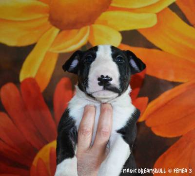 LTIMOS CACHORROS BULL TERRIER