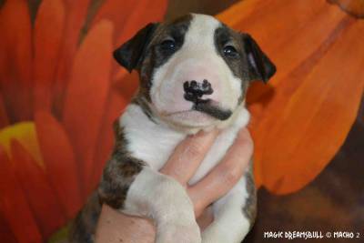 LTIMOS CACHORROS BULL TERRIER