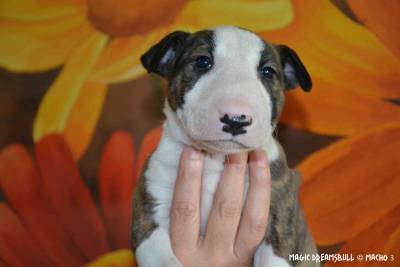 LTIMOS CACHORROS BULL TERRIER