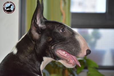 LTIMOS CACHORROS BULL TERRIER