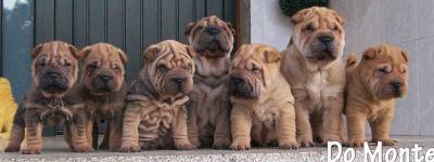 ninhada de shar pei