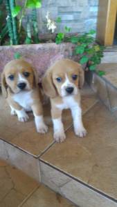 Beagle femeas tricolor e bicolor